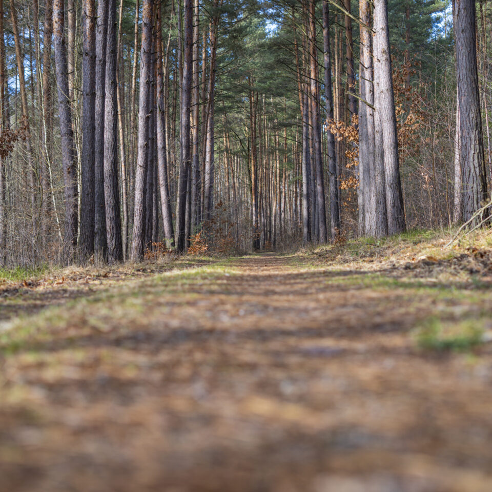 Februar 2026 – Dübener Heide
