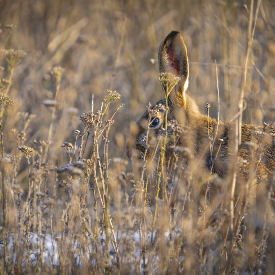 Februar 2026 – Wörlitzer Park