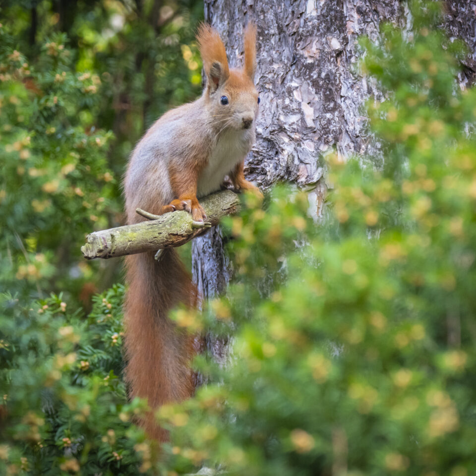 März 2026 – Urbanes Wildlife
