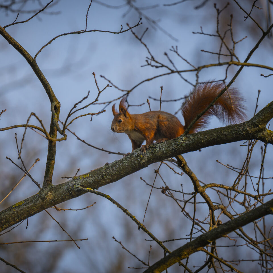 März 2026 – Frühling I