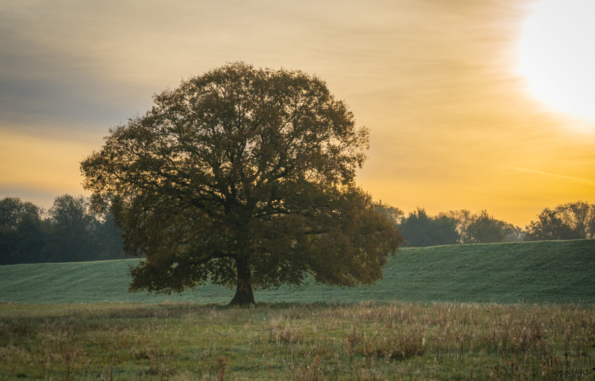Unser Baum der Erinnerung
