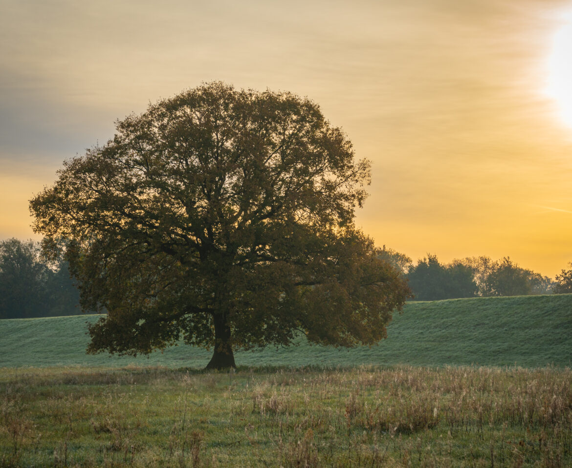 Unser Baum der Erinnerung