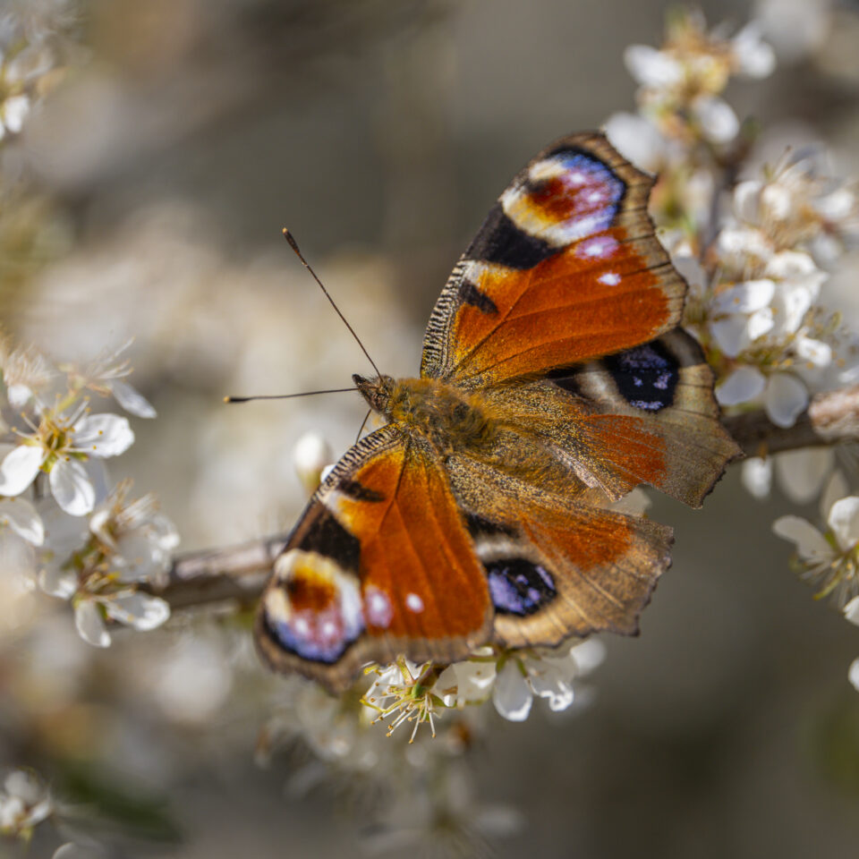 März 2026 – Frühling II