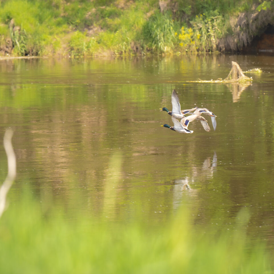 Mai 2026 – An der Mulde