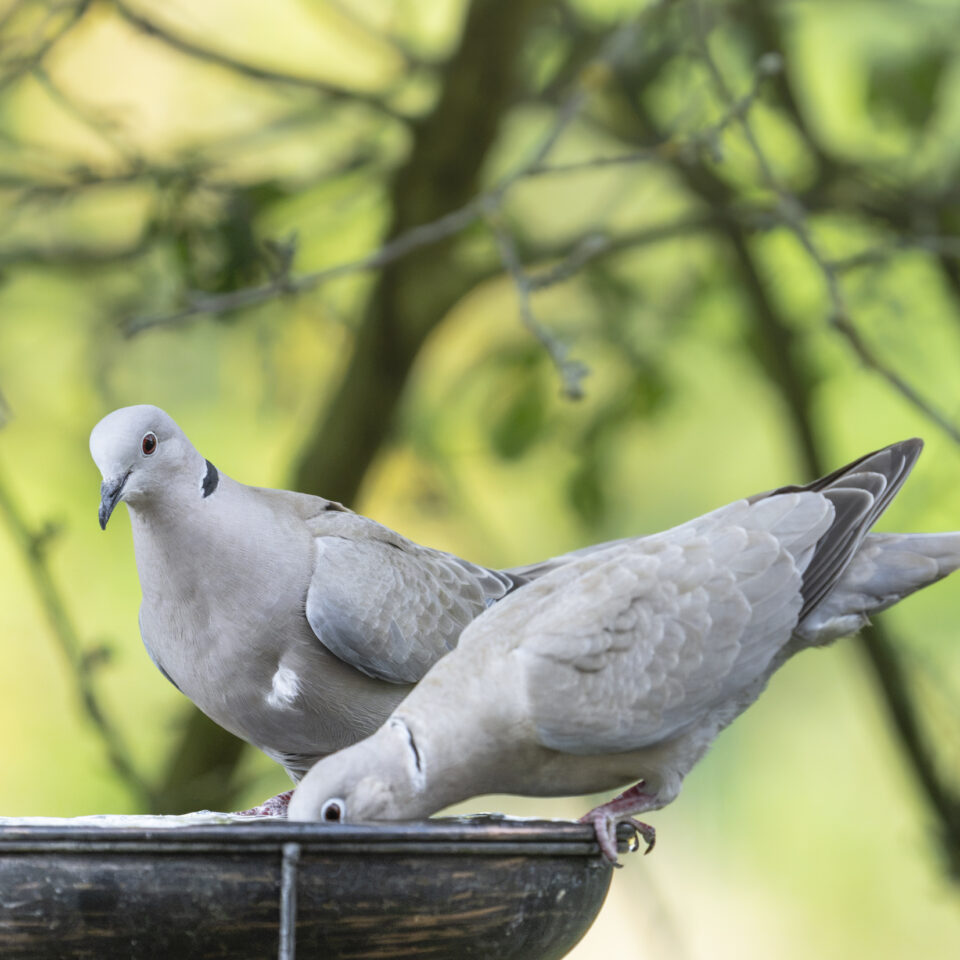 Juni 2026 – Am Vogelbad