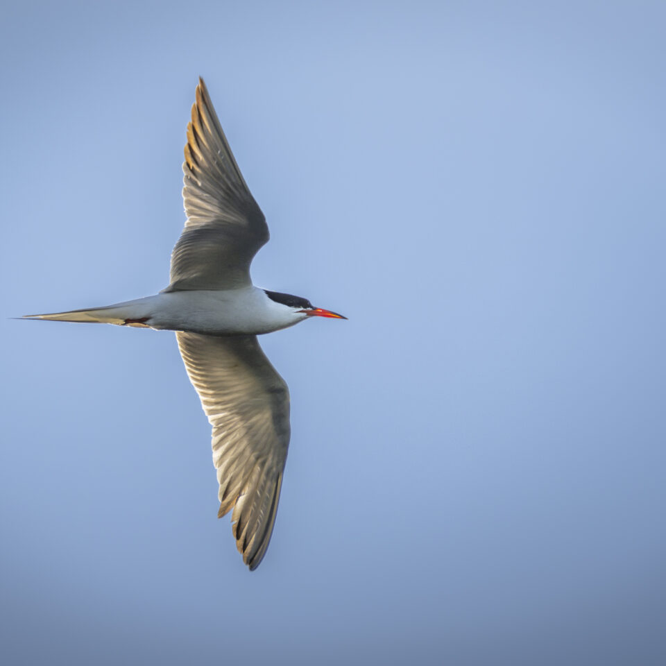 Juli 2026 – Wildlife daheim